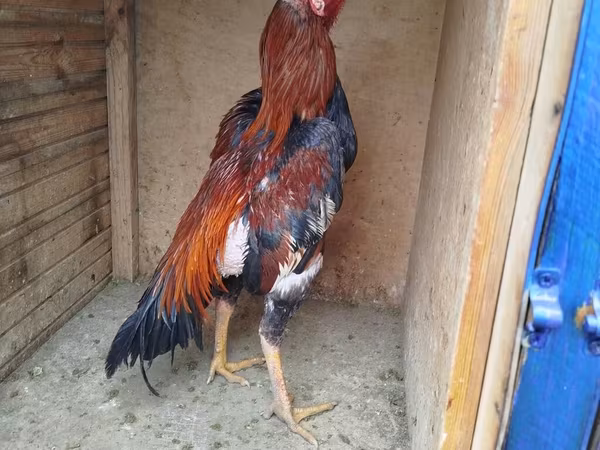 Chickens — Azərbaycan