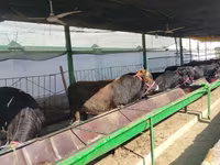 Bovinos (lote, sexo não especificado), Bovinos — foto 8