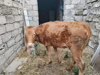 Krava, Skot — foto 1