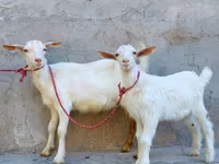 Goat, Saanen goat — photo 4