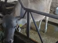 Cow, Swiss cattle — photo 3