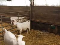 Keçi, Saanen goat — foto 3