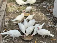Turkeys — الصورة 6