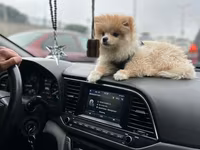 Cins: Pomeranian (Boo tipli) Rəng: Krem/açıq şaftalı Ölçü: Kiçik — الصورة 1
