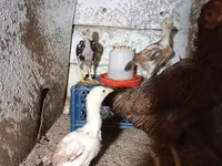 Chickens — الصورة 3