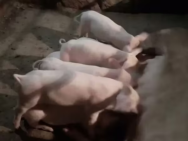 خنزير ذكر, الخنازير