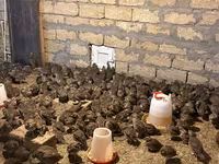 Guinea fowl — foto 2