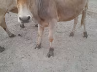 Cow, Cattle — photo 1