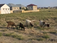 Goat, Goats — photo 6