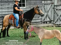 Yegua, Missouri foxtrotter — foto 1
