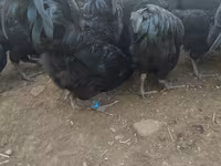 Australorp — photo 3