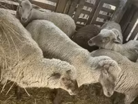 Ovce, Blackheaded Persian sheep — foto 6