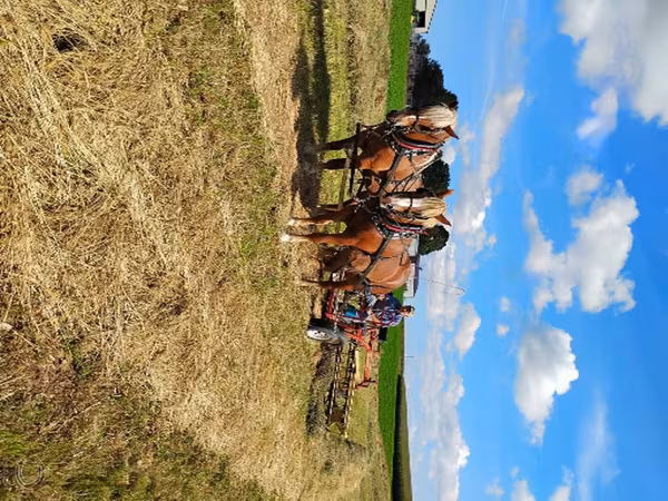 Yegua, National Show Horse