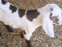 Keçi, Nubian Goat — foto 1