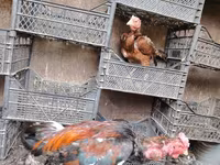 Chickens — الصورة 6