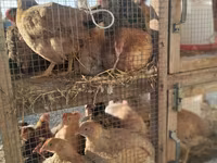 Chickens — الصورة 6