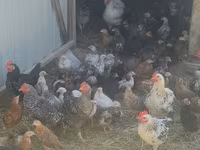 Chickens — photo 6