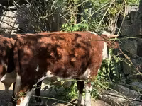 Cow, Hereford — photo 2