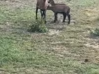 母羊, Cameroon sheep — 照片 1