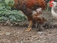 Brahma — Foto 4