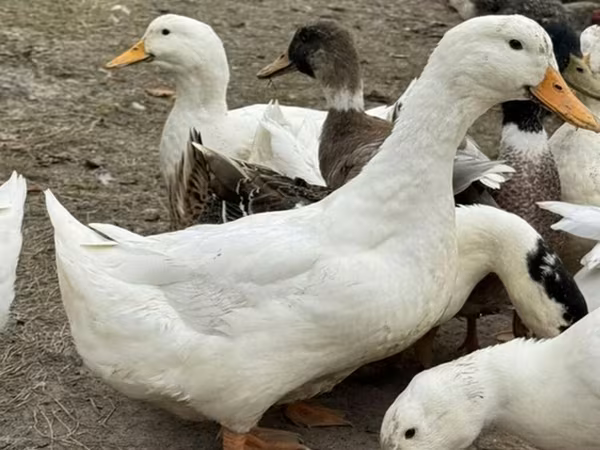 Amerikan Pekin