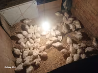 Chickens — फ़ोटो 1
