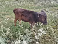 Bull, Cattle — photo 4