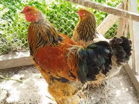 Brahma — photo 2