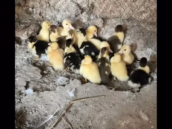 Ducks