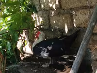 Ducks — photo 1