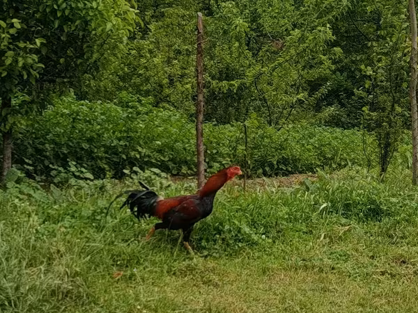 Chickens — Azerbaijan