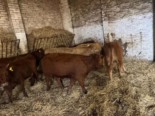 Toro, Ganado vacuno