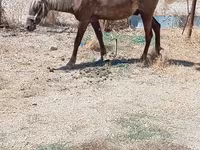 Horses (batch, sex not specified), Horses — photo 4