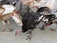 Turkeys — 4-rasm