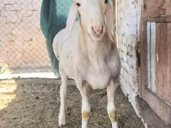 Beran, Rhon sheep