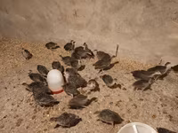 Blanca de pechuga ancha — foto 2