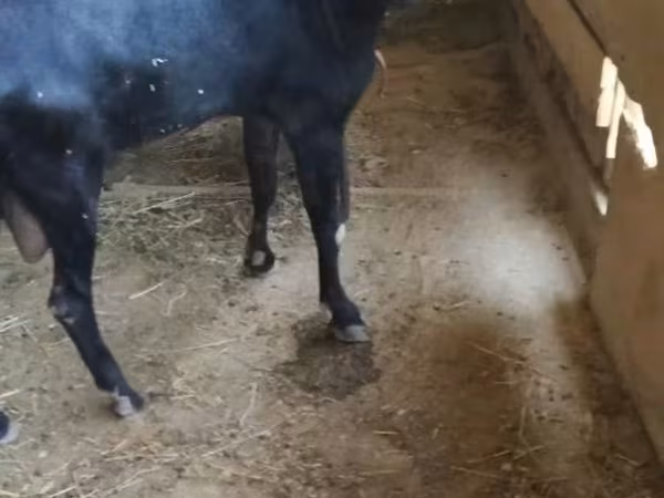 Коза, Alpine goat