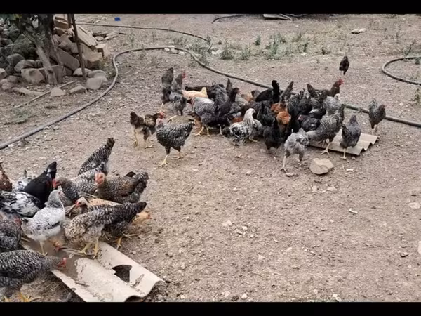 Chickens