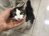 Отдаем котиков в хорошие руки, беспалтно. все кроме белых — 照片 4