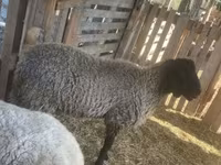 Beran, Tsigai sheep — foto 1