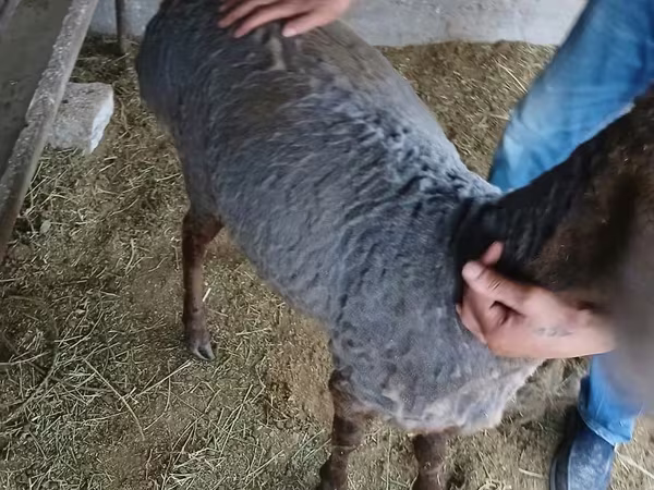 Qoç, Hissar sheep