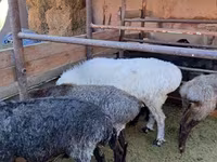 Ram, Sheep — photo 1