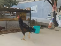Shamo chickens — foto 2