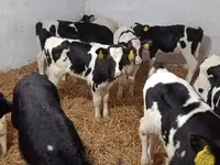 Bull, Holstein breed — photo 2