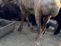 公羊, Sheep — 照片 4