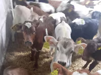 牛只（批次，未指定性别）, Simmental cattle — 照片 2