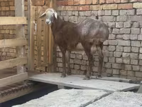 Qoç, Arashan sheep — foto 2