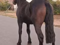 Kůň, Friesian — foto 3