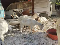 Goats (batch, sex not specified), Goats — photo 2