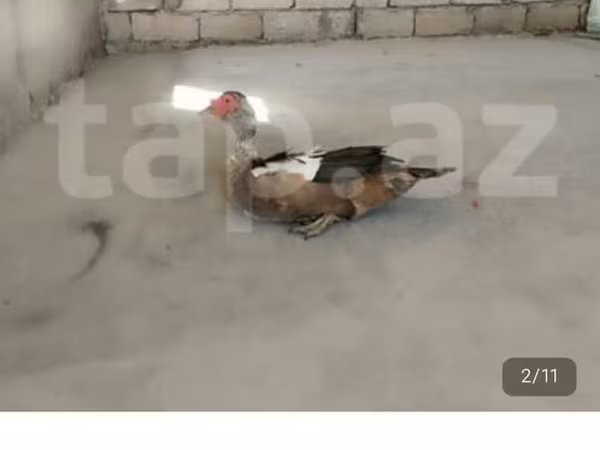 Domestic Muscovy